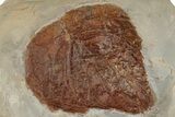Paleocene Fossil Leaf - Montana #199575-1